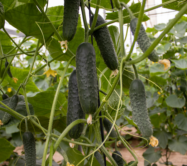 nutrición vegetal posos café