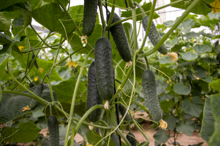 nutrición vegetal posos café