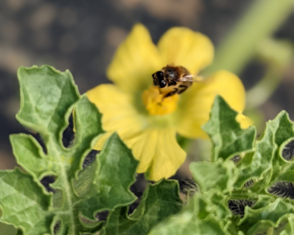 Naturplás polinizadores
