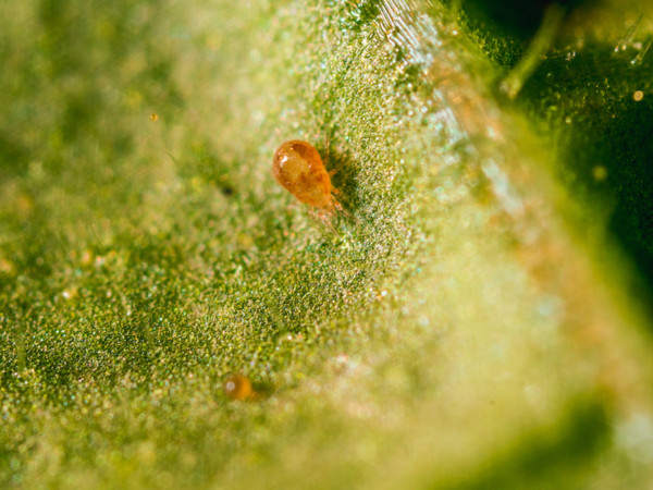 Koppert Spical Ultimite araña