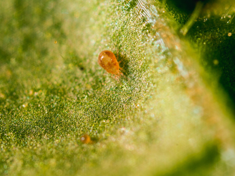 Koppert Spical Ultimite araña