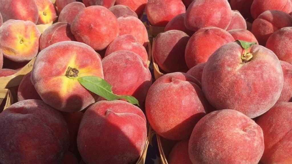 fruta de hueso Noruega