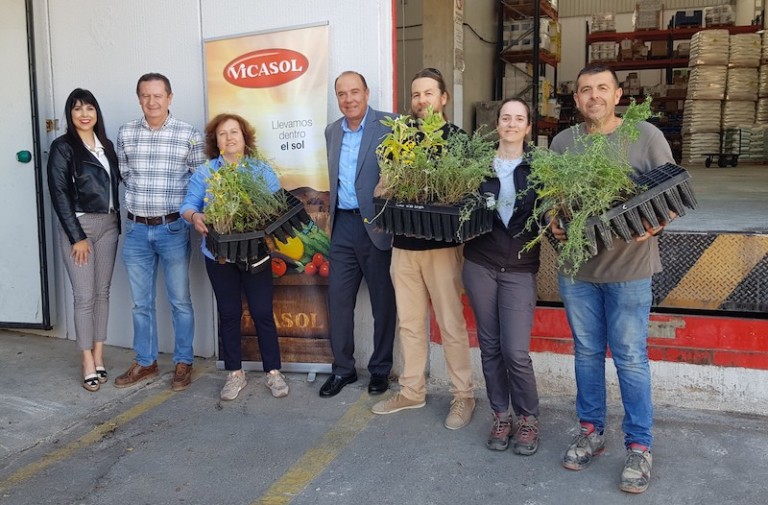 ANSE APROA Vicasol plantas invernaderos