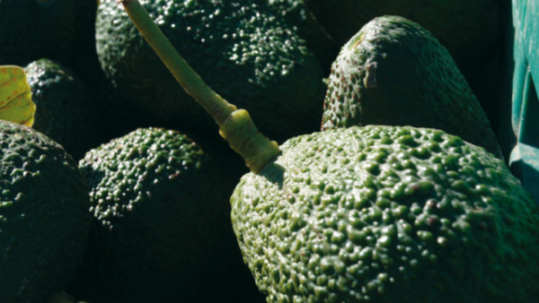 Marruecos aguacate