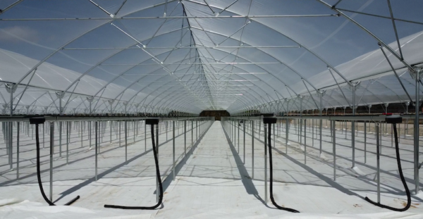 Huete Internacional Berryfesta