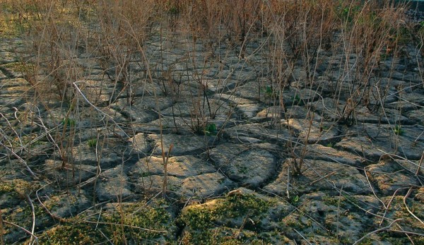 sequía siembra agricultores plantar hortalizas