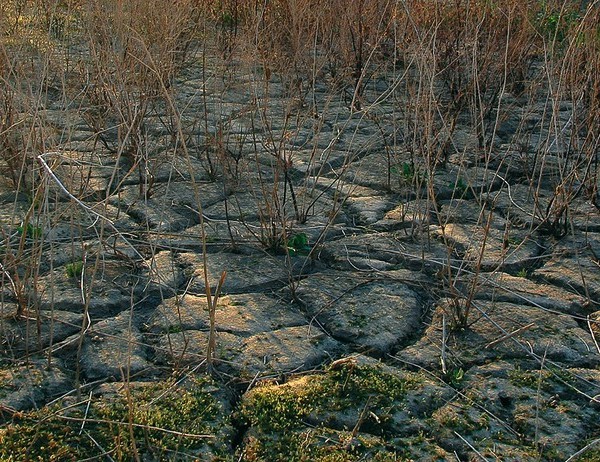 sequía siembra agricultores plantar hortalizas