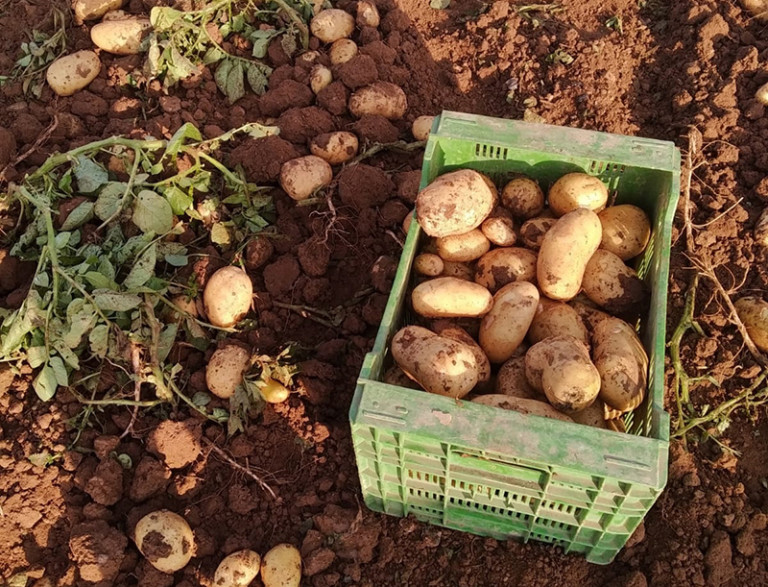 superficie patata UE