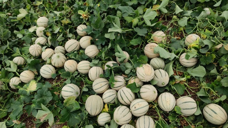 Marruecos melón