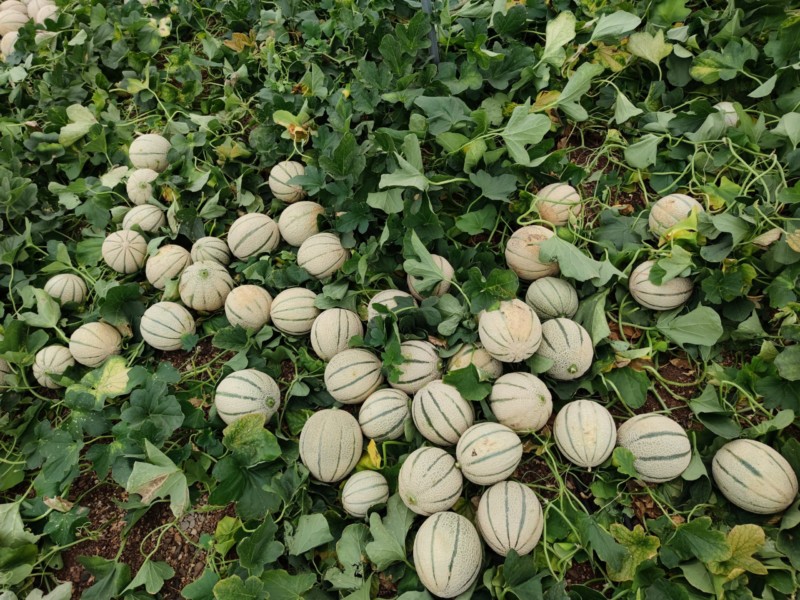 Marruecos melón