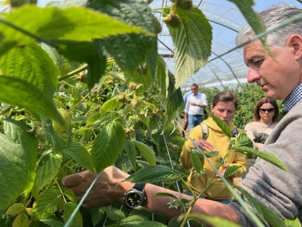 Epigen berries ingleses