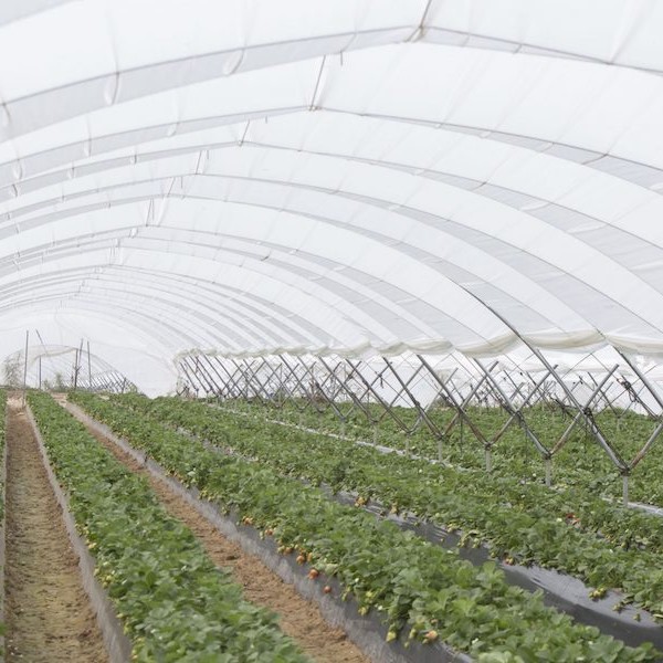 Técnicas, San, Jorge, invernaderos, berries