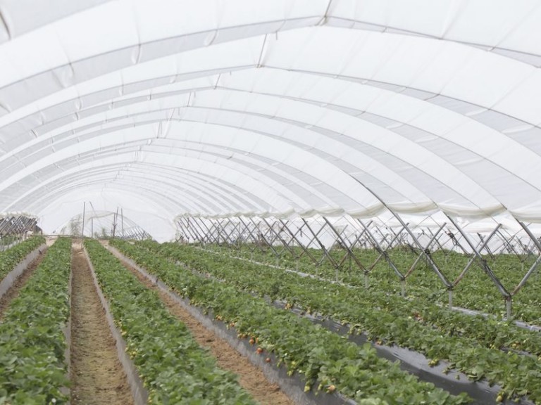 Técnicas, San, Jorge, invernaderos, berries