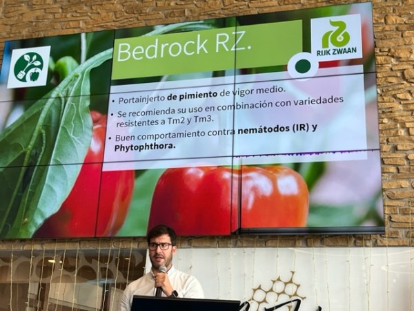 Rijk Zwaan portainjertos