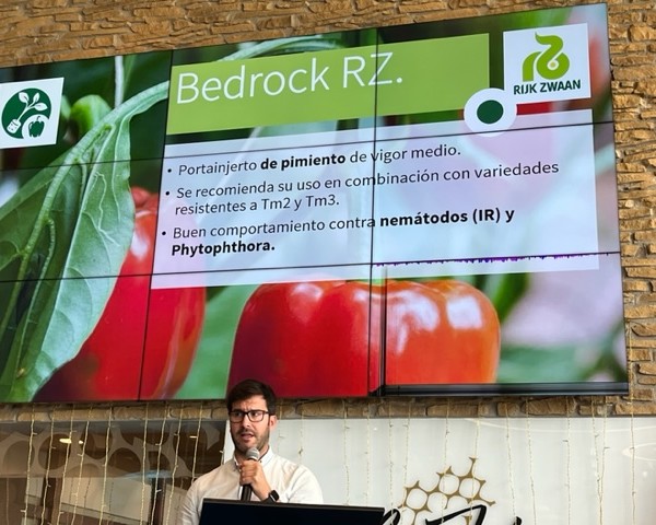 Rijk Zwaan portainjertos