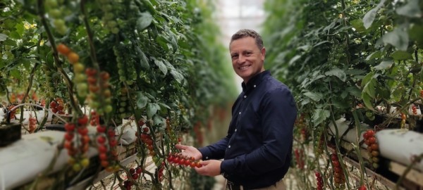 tomates Cualin Quality