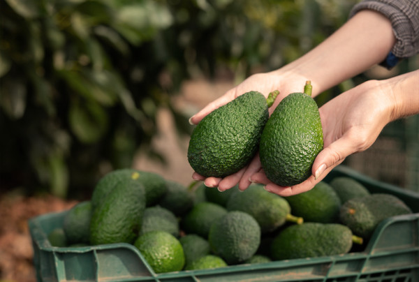 nanoburbujas aguacate