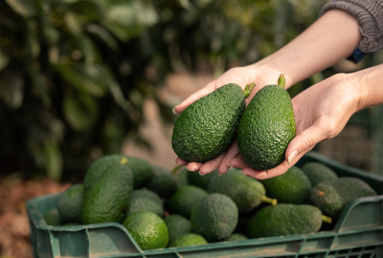 nanoburbujas aguacate