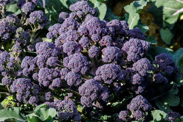 Tyrian brócoli morado