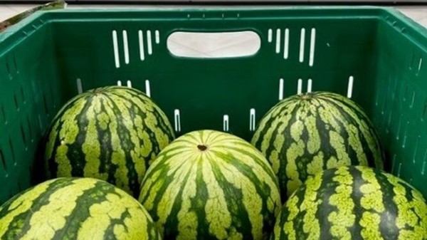 sequía melones sandías