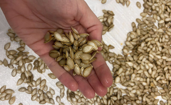 mejora genética vegetal