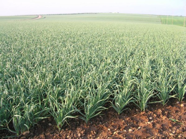 ajo, ANPCA, campaña