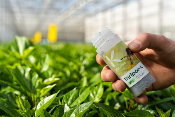 Koppert, oirás, control, biológico