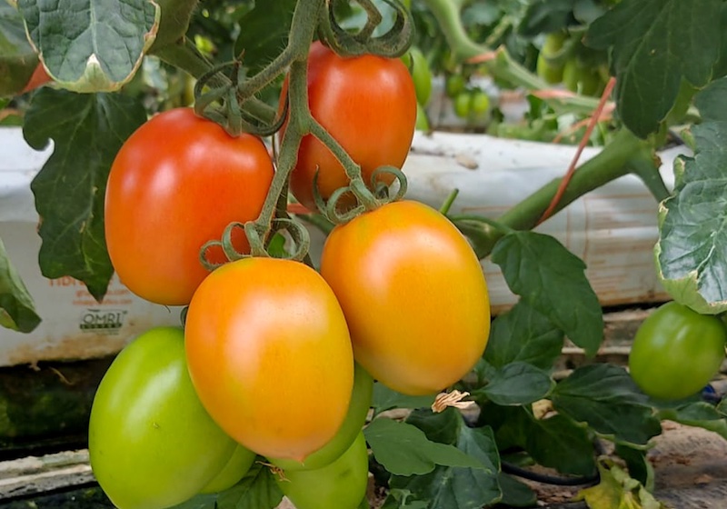 Syngenta Minecto tomate