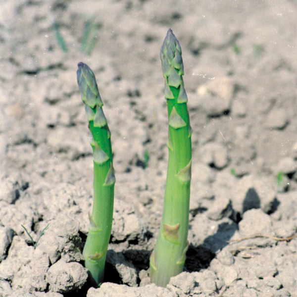 espárragos de Granada