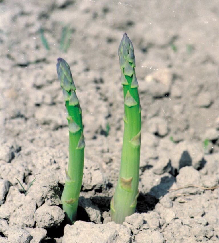 espárragos de Granada