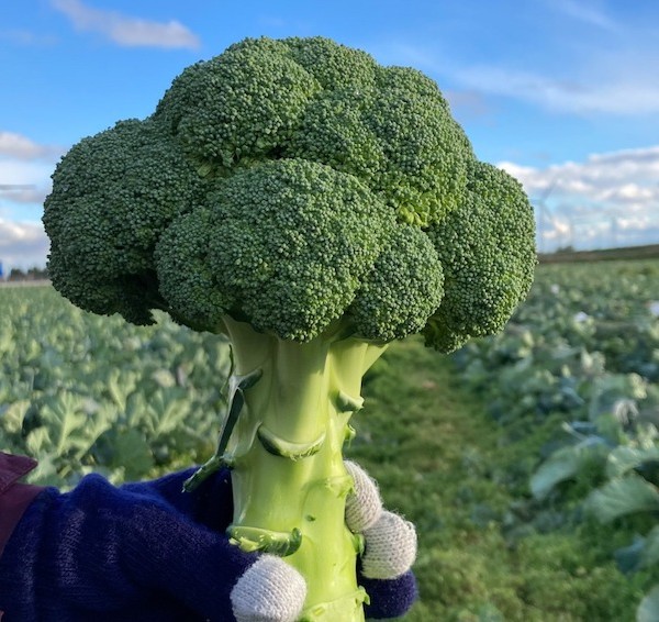 Bejo brócoli