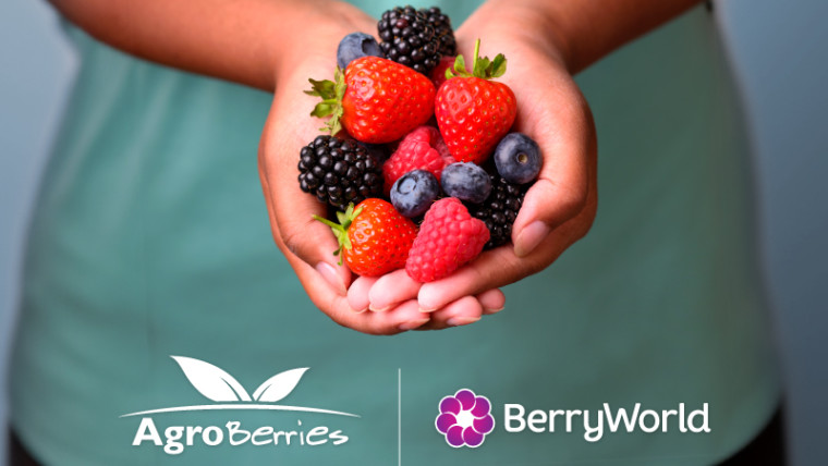 Agroberries BerryWorld