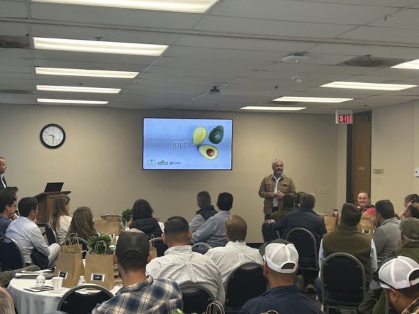 Luna aguacate Green Motion