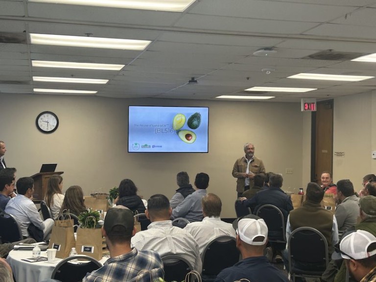 Luna aguacate Green Motion