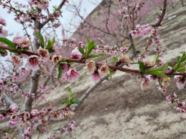indemnizaciones fruticultores murcia
