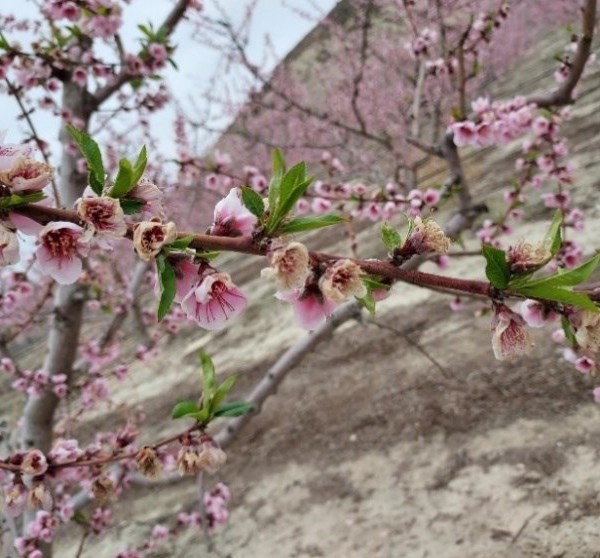 indemnizaciones fruticultores murcia
