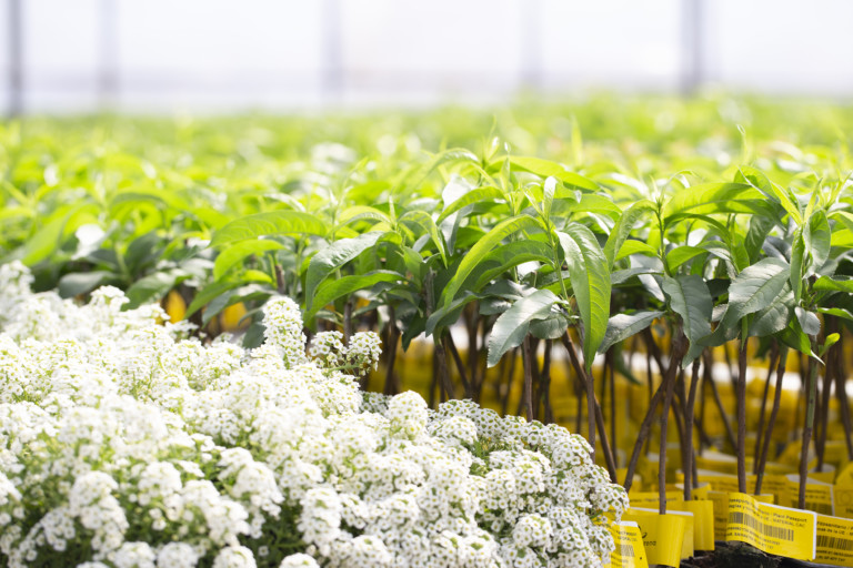 Viveros Hernandorena fruta de hueso