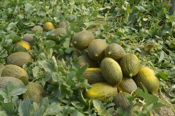 precio melón coste