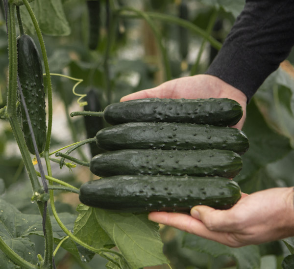 BASF pepino francés CGMMV