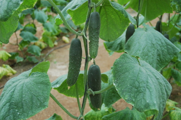 Hortyfruta desajustes