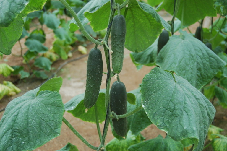 Hortyfruta desajustes