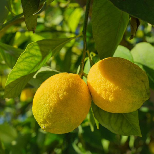 limones-arbol-frutas-citricos