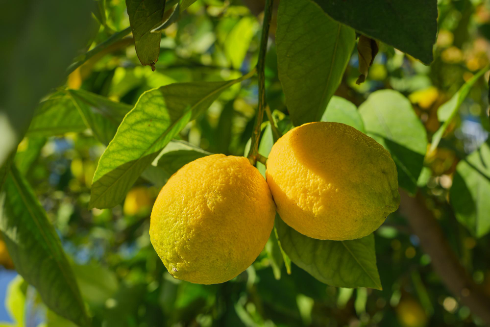 limones-arbol-frutas-citricos