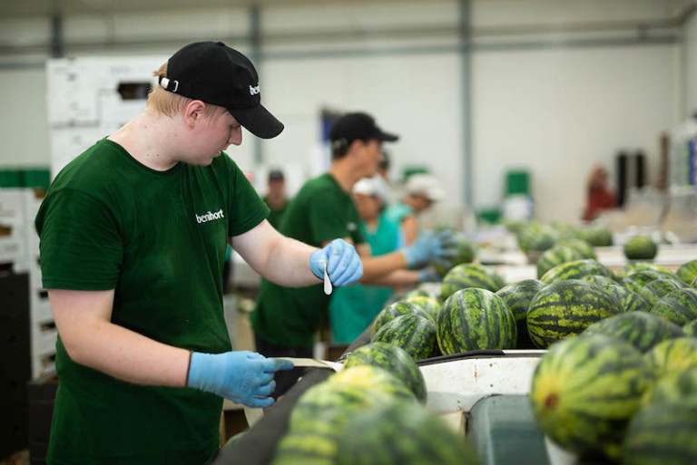 exportación hortofrutícola
