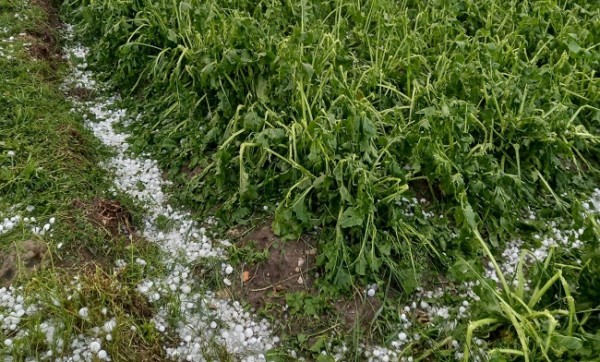 granizo patata Álava