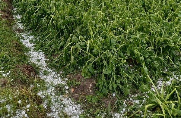 granizo patata Álava