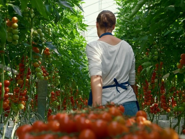 cultivo sin suelo Grodan