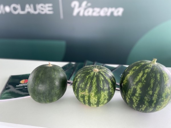 Grupo Limagrain melón sandía