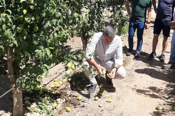 reventón térmico pera Jumilla