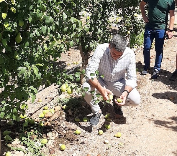 reventón térmico pera Jumilla